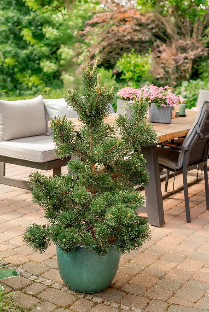 Pinus uncinata 'Bluzarre' (S) - Aufrechte Kiefer Bluzarre