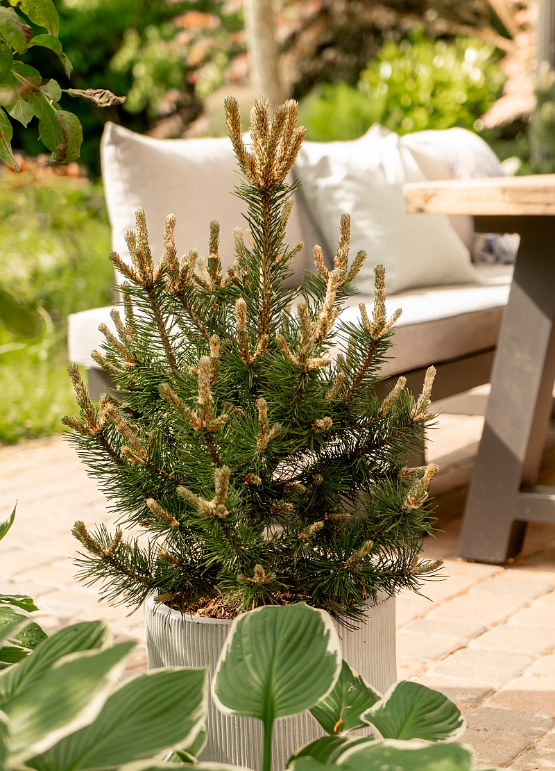 Pinus uncinata 'Ildico' (S) - Aufrechte Kiefer Ildico