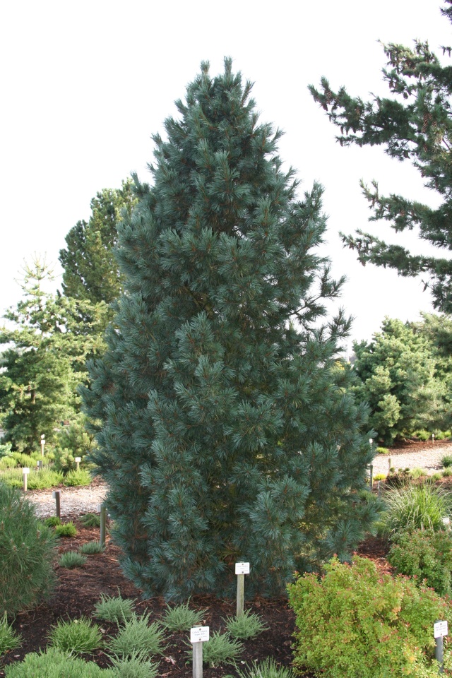 Pinus cembra 'Glauca' - blaue Zirbelkiefer