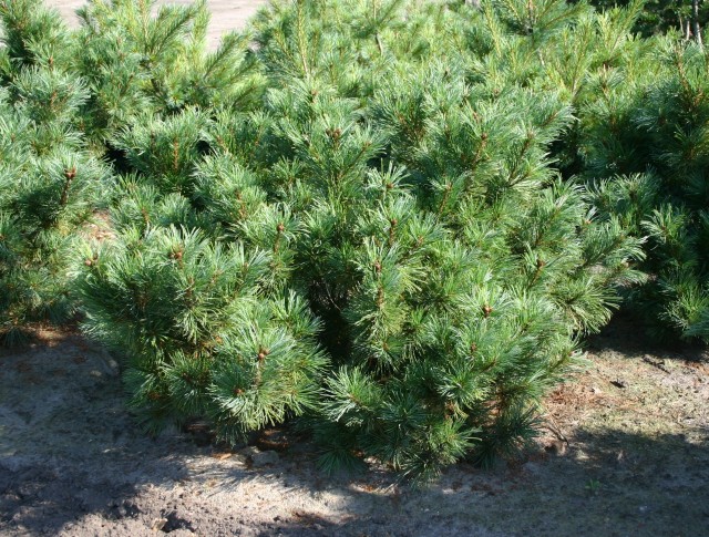Pinus cembra 'Nana' - die Zwergzirbelkiefer