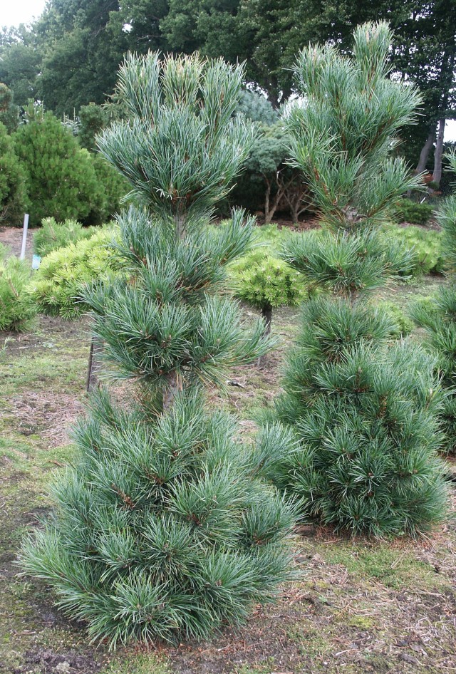 Pinus cembra 'Pillar'