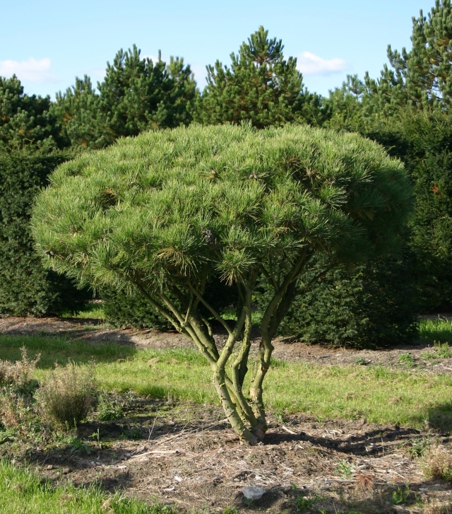 Pinus densiflora 'Umbraculifera' - Japanische Strauchkiefer