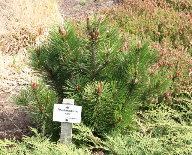 Pinus heldreichii 'Little Dracula' - Zwergform der Schlangenhautkiefer