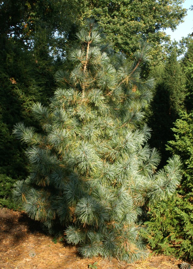 Pinus koraiensis 'Glauca' - Blaue Koreakiefer