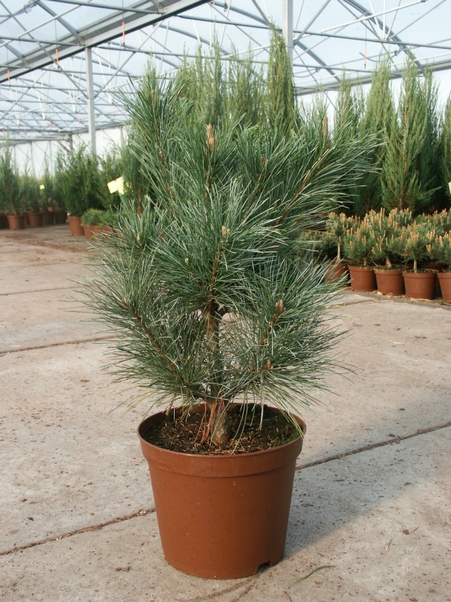 Pinus monticola 'Glauca' - blaue Form der westamerikanischen Weymouths-Kiefer