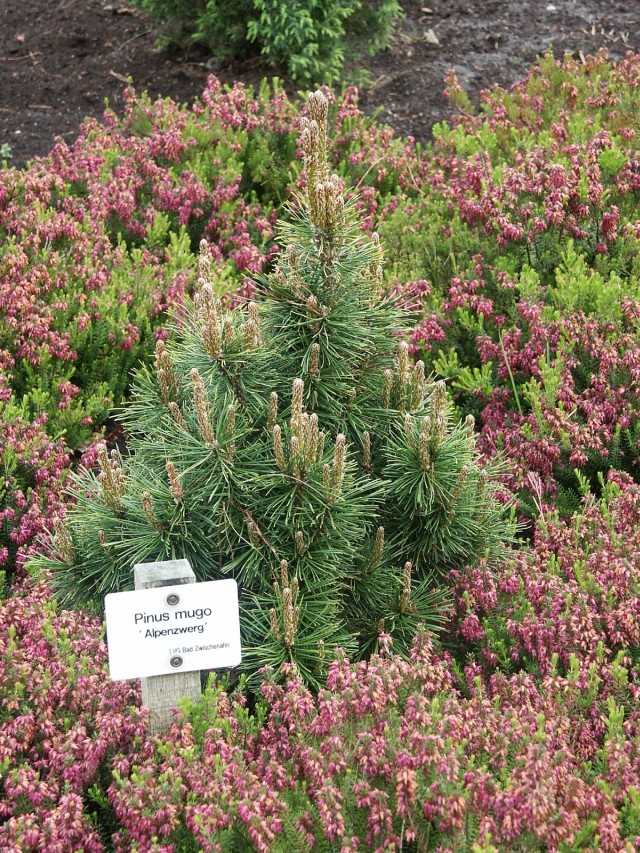 Pinus mugo 'Alpenzwerg' - Zwergbergkiefer