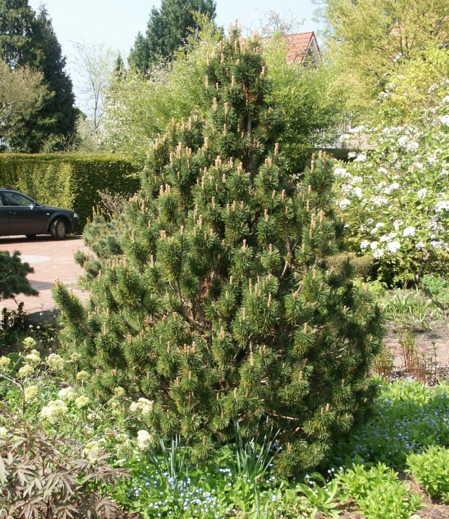 Pinus mugo 'Alpenzwerg' - Zwergbergkiefer