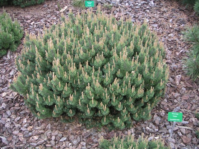 Pinus mugo 'Humpy' - Zwergkiefer Humpy