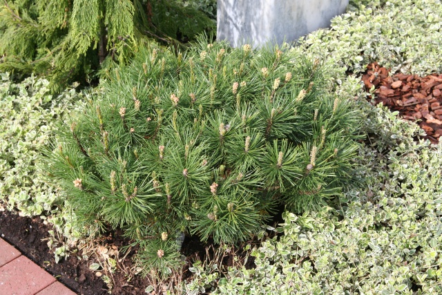Pinus mugo mughus 'Alpenstar'