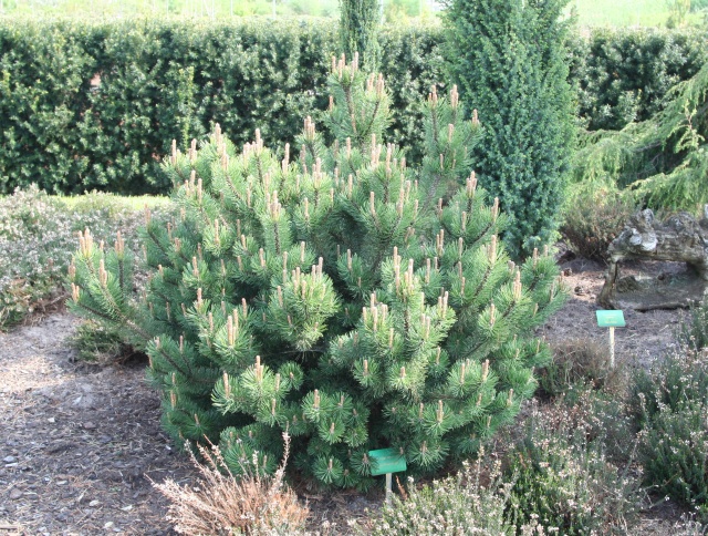 Pinus mugo mughus 'Alpenstar'