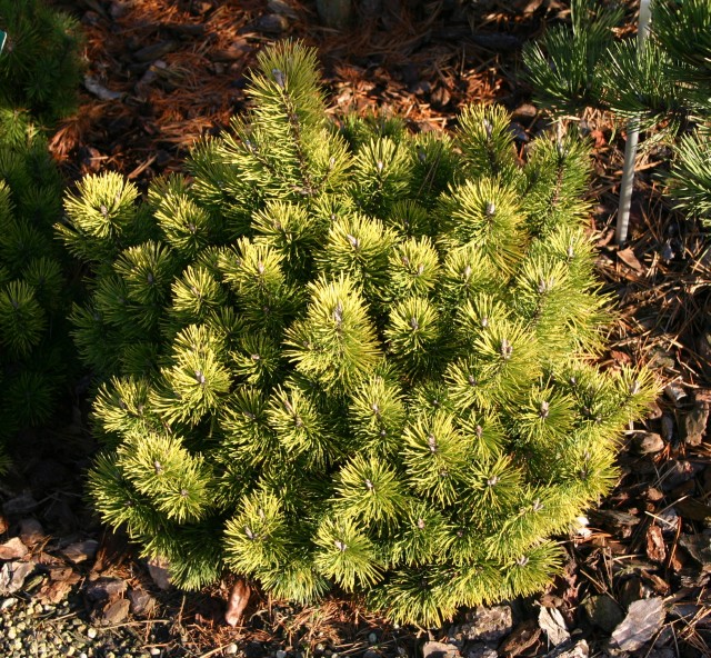 Pinus mugo 'Ophir' - gelbe Zwergkiefer
