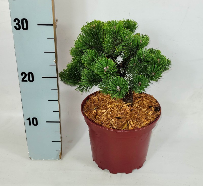 Pinus mugo 'Sherwood Compact' - Zwergkiefer Sherwood Compact