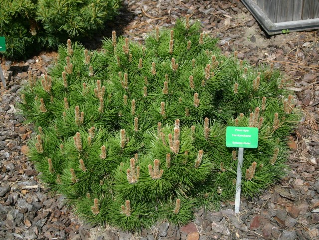 Pinus nigra 'Hornibrookiana' - Zwergform der Schwarzkiefer