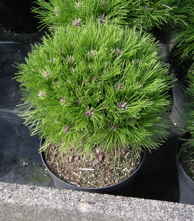 Pinus nigra 'MARIE BREGEON (R) (S) - Zwergkiefer MARIE BREGEON