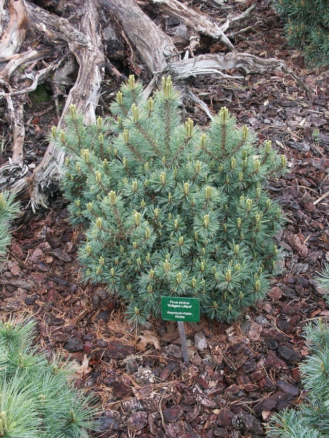 Pinus strobus 'Krügers Liliput' - Zwergseidenkiefer Liliput