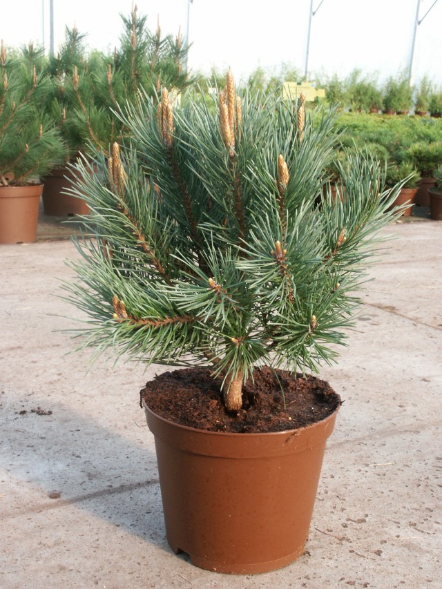 Pinus sylvestris 'Watereri' - die Silberkiefer