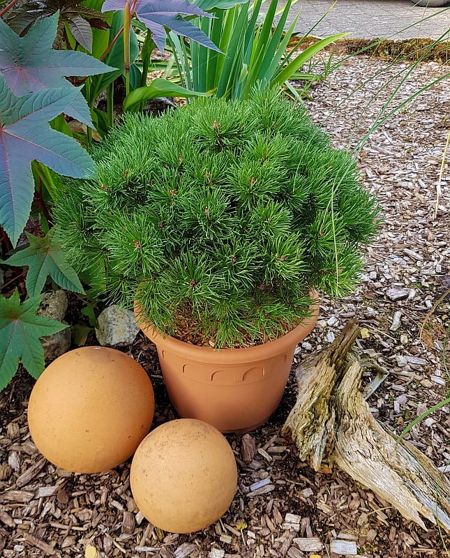 Pinus uncinata 'Nana' - Zwergform der Hakenkiefer