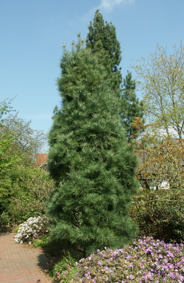 Pinus wallichiana 'Densa Hill' - Form der Tränenkiefer