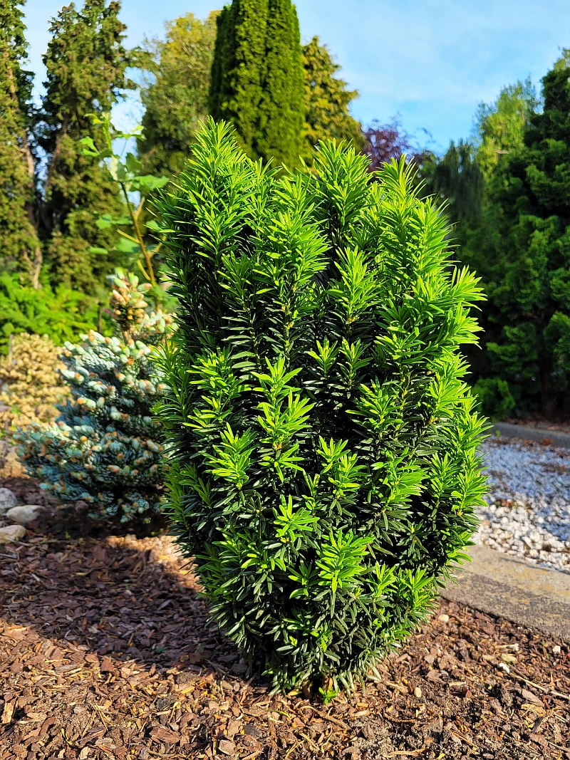 Taxus baccata 'Robin Hood' (R) EU-S - Zwerg-Säuleneibe