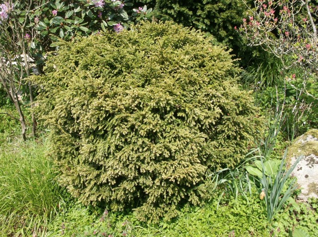Taxus baccata 'Adpressa Aurea' - Form der Eibe