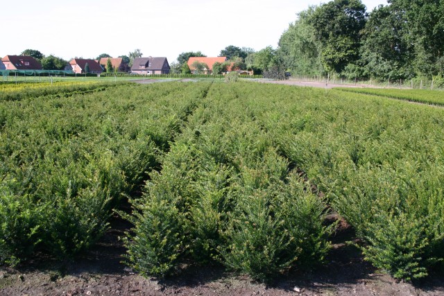 Taxus baccata - Eibe