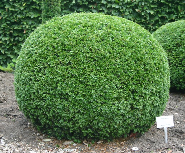 Taxus baccata - Eibe