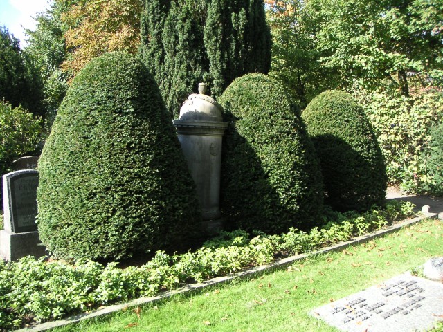 Taxus baccata - Eibe