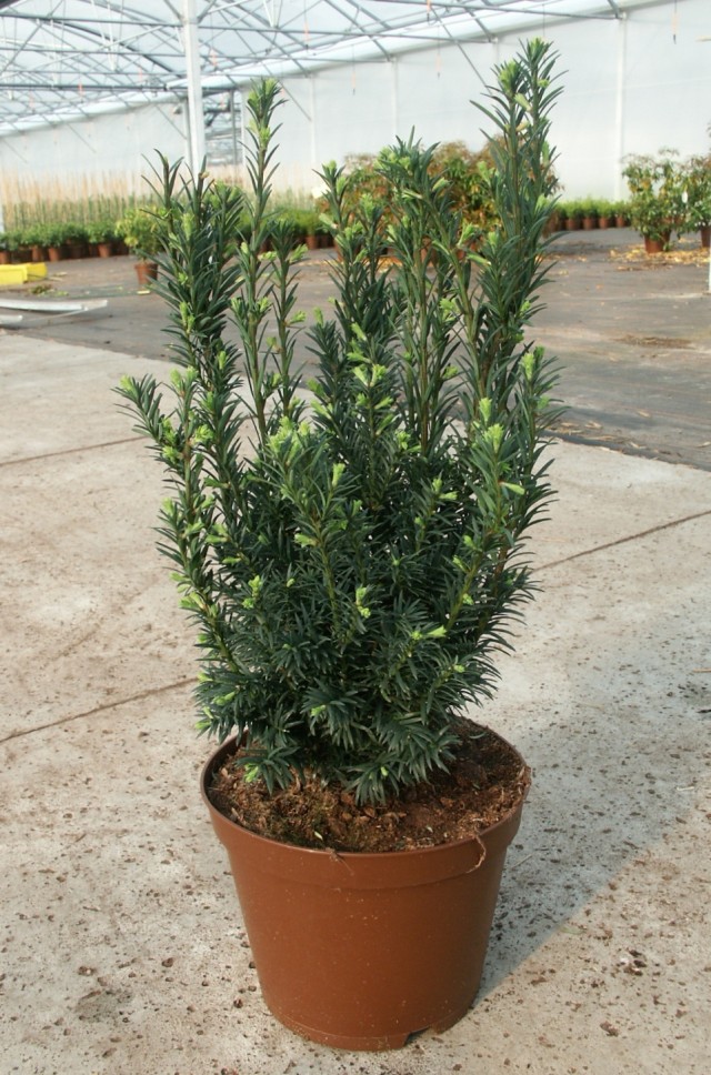 Taxus baccata 'Schwarzgrün' - Die schwarzgrüne Eibe