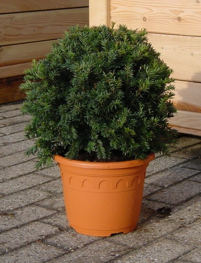 Taxus baccata 'Schwarzgrün' - Die schwarzgrüne Eibe