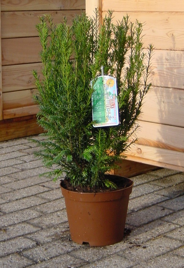Taxus baccata 'Westerstede'