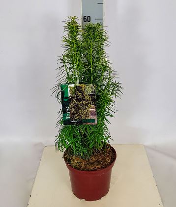 Taxus media 'Stefania' (S) - winterharte grüngelbe Säuleneibe