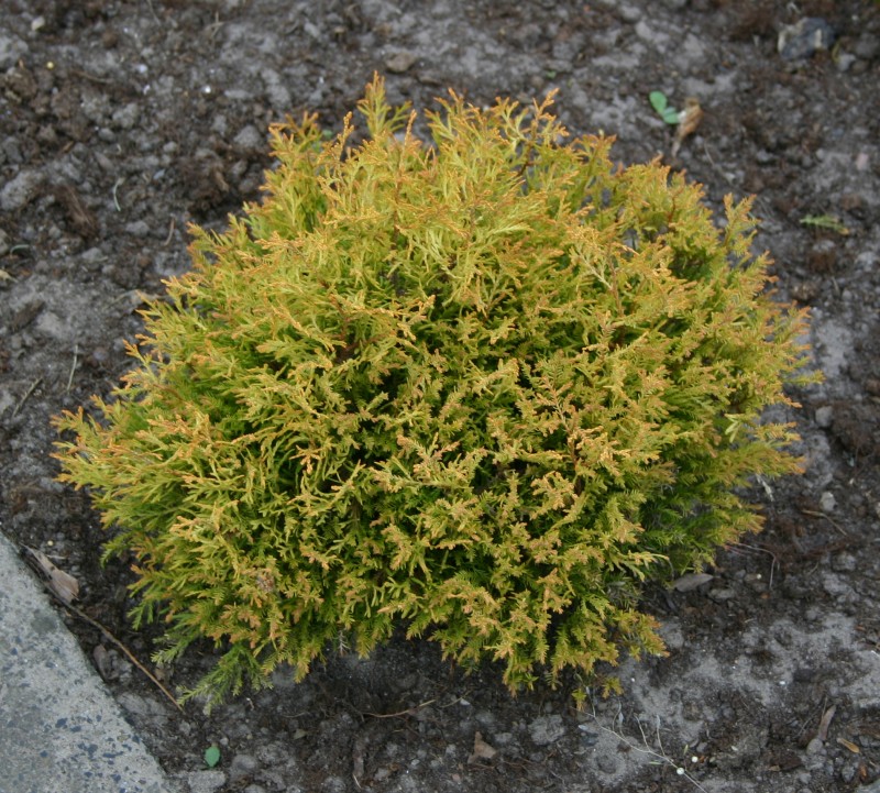Thuja occidentalis 'Rheingold' - Gold-Lebensbaum Rheingold