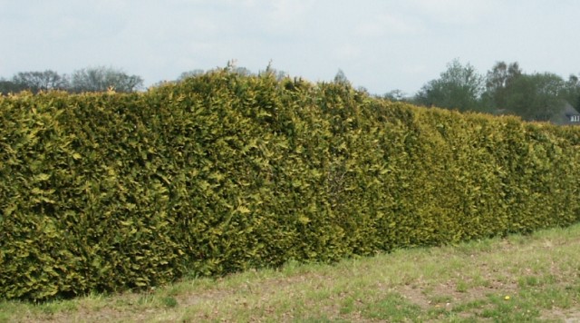 Thuja plicata 'Aurescens' - Grüngelbe Form des Riesenlebensbaum