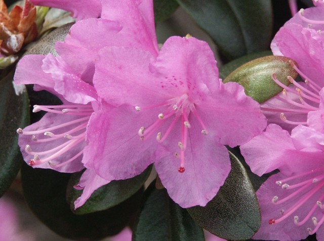 Rhododendron carolinianum 'P.J.Mezitt' - frühblühende Alpenrose