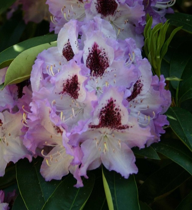 Rhododendron Hybride 'Blue Peter' - Großblumige Alpenrose Blue Peter