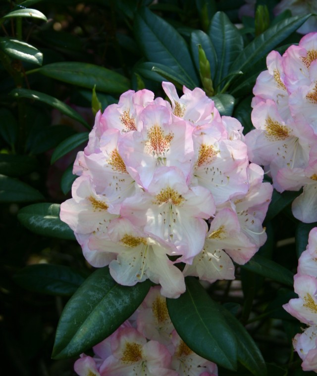 Rhododendron Hybride 'Brigitte' (insigne) - Großblumige Alpenrose Brigitte