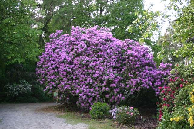 Rhododendron Hybride 'Catawbiense Grandiflorum' - Großblumige Alpenrose Catawbiense Grandiflorum