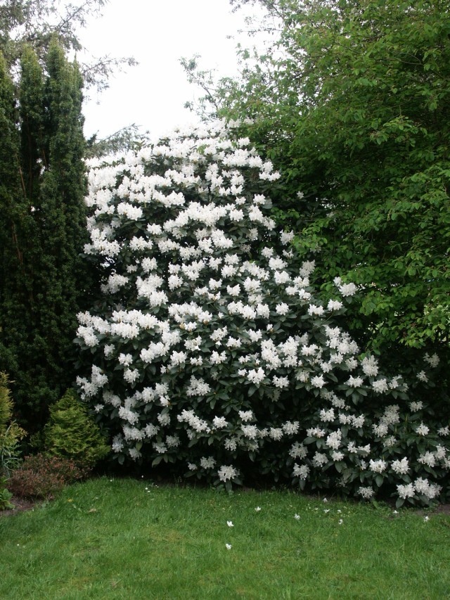 Rhododendron Hybride 'Cunningham`s White' - Großblumige Alpenrose Cunningham`s White