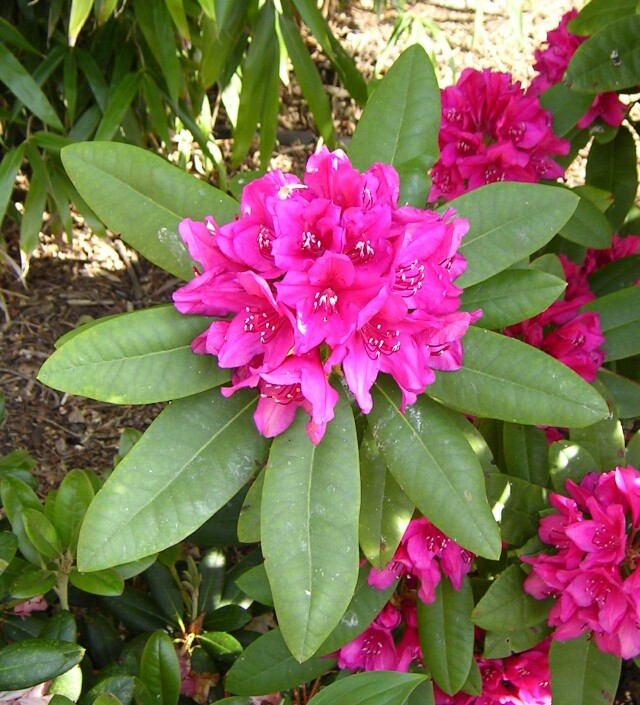 Rhododendron Hybride 'Dr.H.C.Dresselhuys' - Großblumige Alpenrose Dr.H.C.Dresselhuys