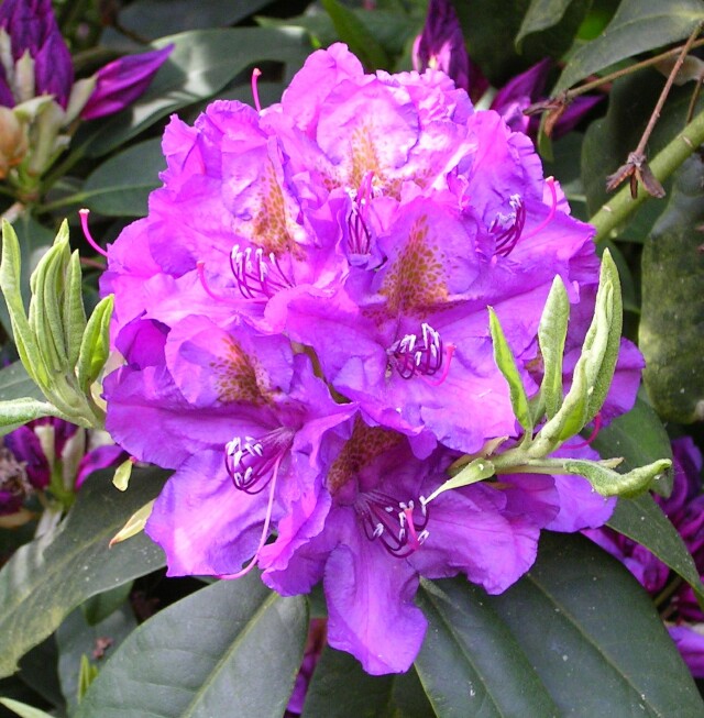Rhododendron Hybride 'Lee´s Dark Purple' - Großblumige Alpenrose Lee´s Dark Purple