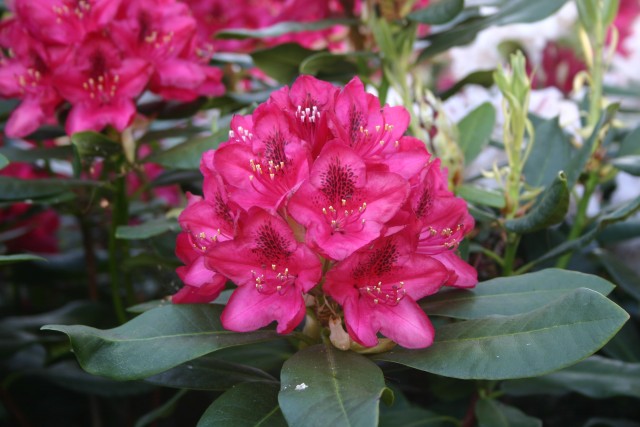 Rhododendron Hybride 'Nova Zembla' - Großblumige Alpenrose Nova Zembla