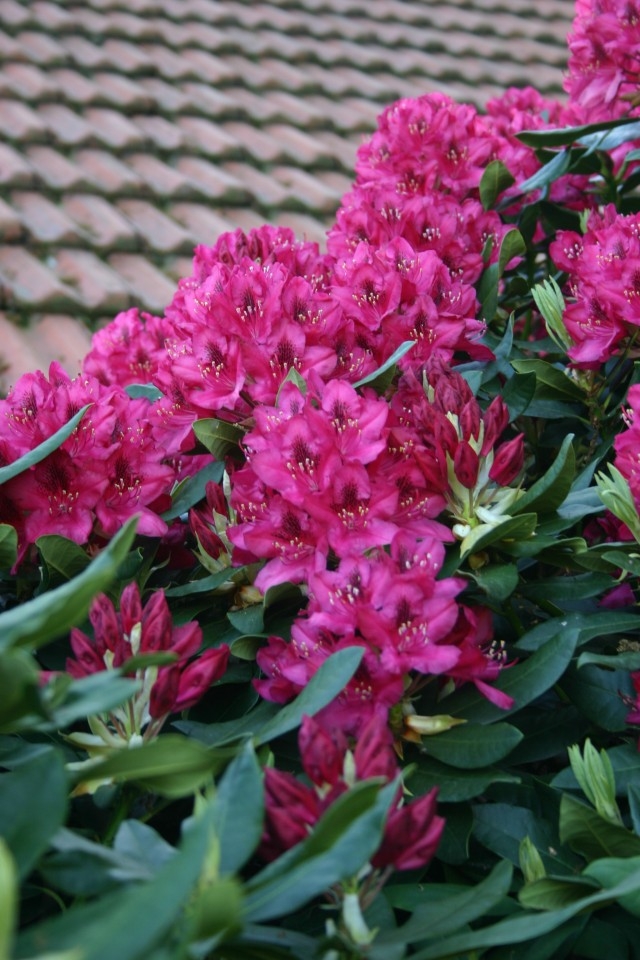 Rhododendron Hybride 'Nova Zembla' - Großblumige Alpenrose Nova Zembla