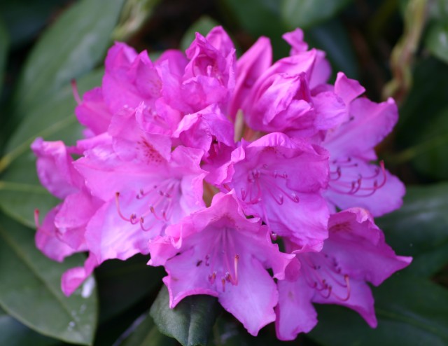 Rhododendron Hybride 'Roseum Elegans' - Großblumige Alpenrose Roseum Elegans