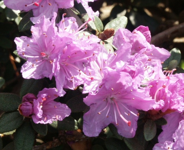 Rhododendron impeditum 'Ramapo' - helllila Zwergrhododendron