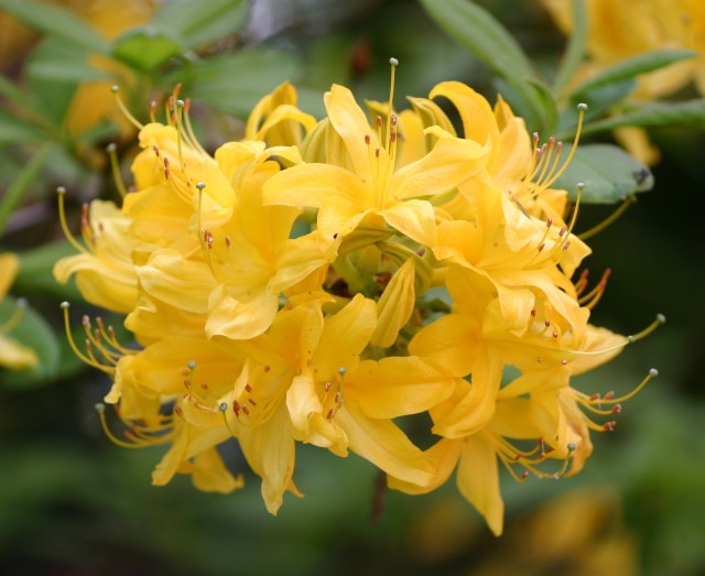 Rhododendron luteum - Die Duftazalee