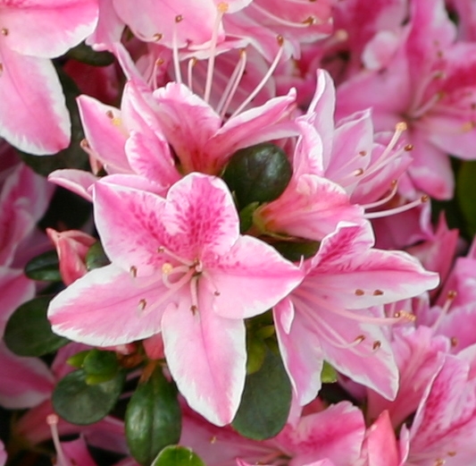 Rhododendron obtusum 'Kermesina Rosé' - Japanische Azalee Kermesina Rosé