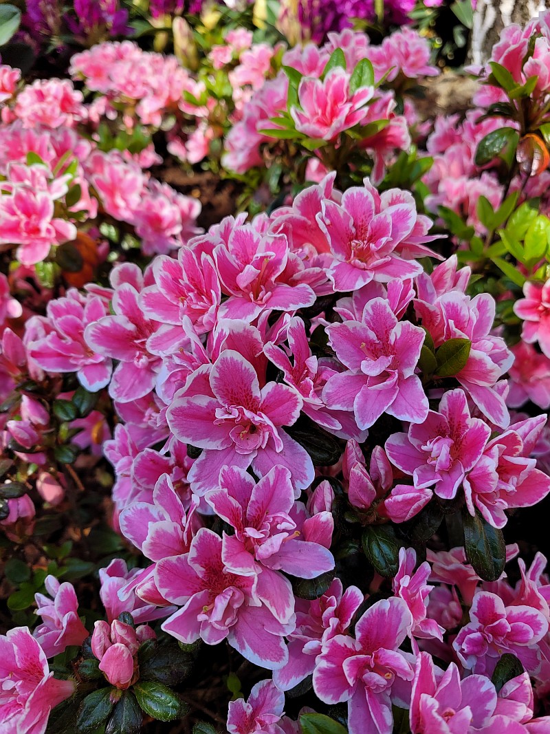 Rhododendron obtusum 'Pink Poetry' (R) EU-S - Japanische Azalee Pink Poetry