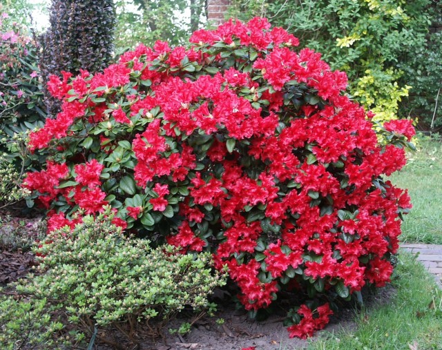 Rhododendron repens 'Scarlet Wonder' - Scharlachroter Zwergrhododendron