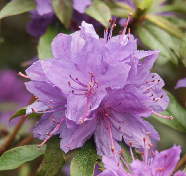 Rhododendron russatum 'Gletschernacht' - Blaue Zwergalpenrose